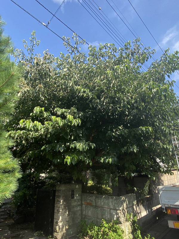 埼玉県東松山市 樹木伐採工事 作業前