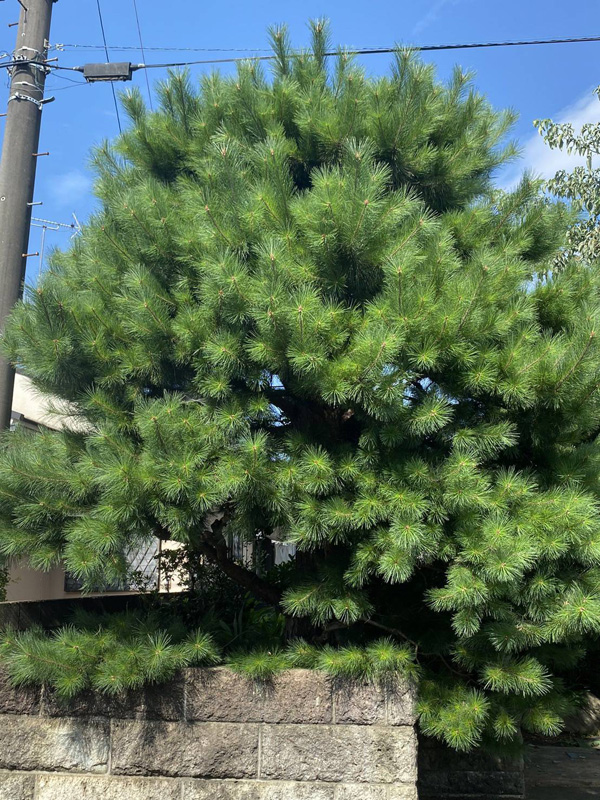 埼玉県東松山市 樹木伐採工事 作業前