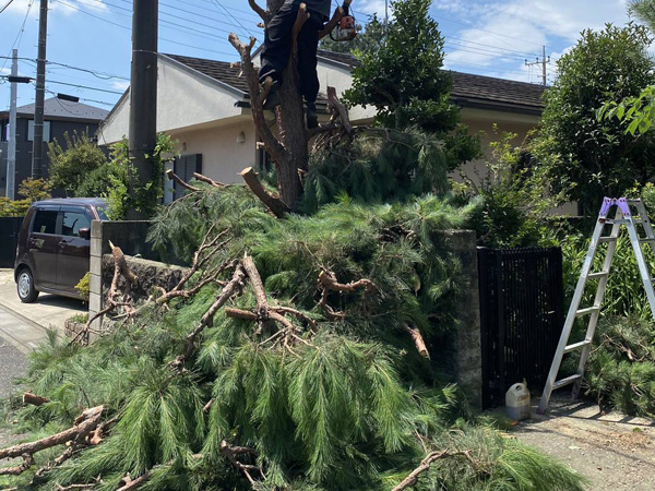 埼玉県東松山市 樹木伐採工事 作業中