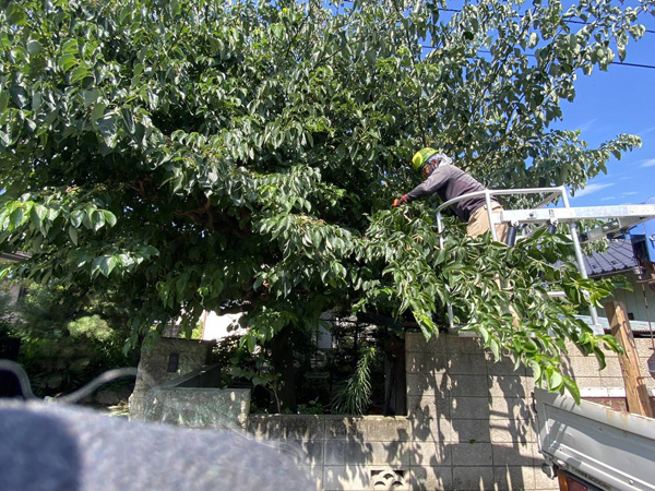 埼玉県東松山市 樹木伐採工事 作業中