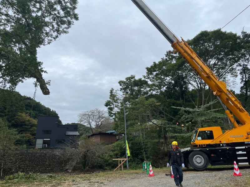 小川町 危険木伐採工事 クレーン吊るし切り作業中