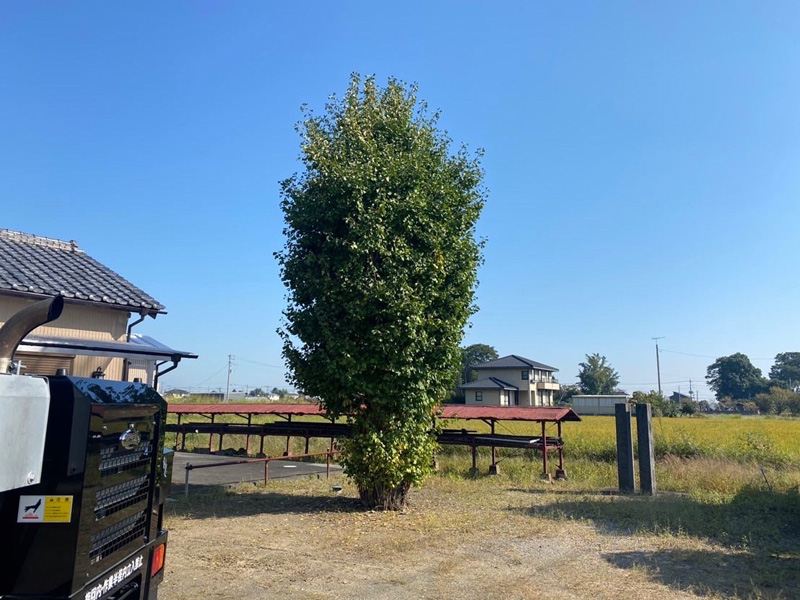 加須市 特殊伐採工事 着工前