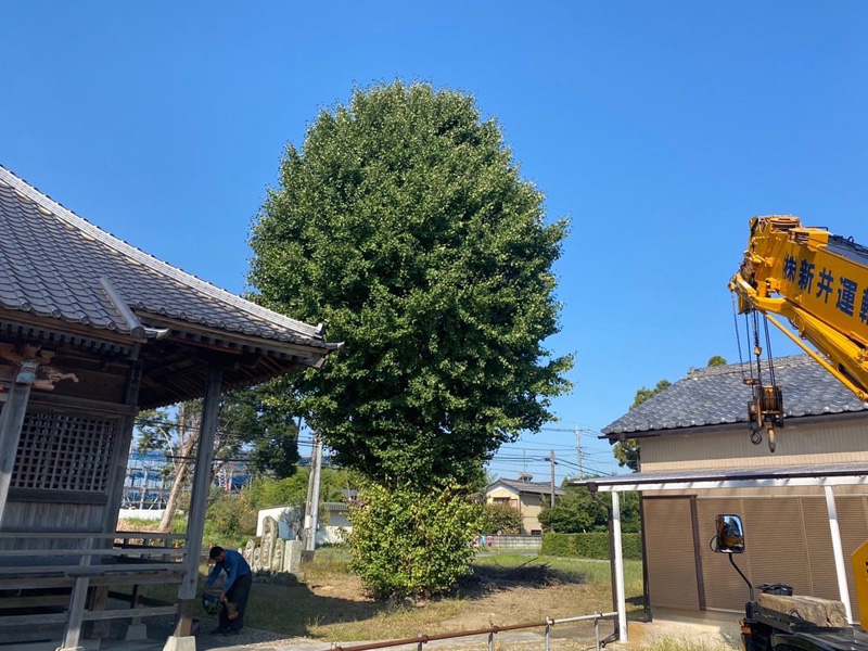 加須市 特殊伐採工事 着工前