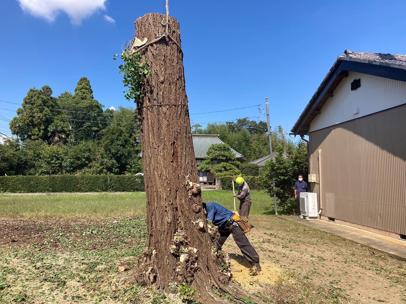 加須市 特殊伐採工事 作業中