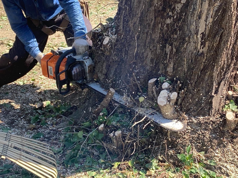 加須市 特殊伐採工事 作業中