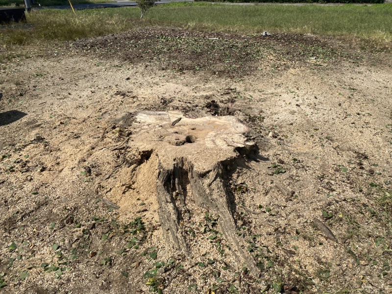 加須市 特殊伐採工事 完了