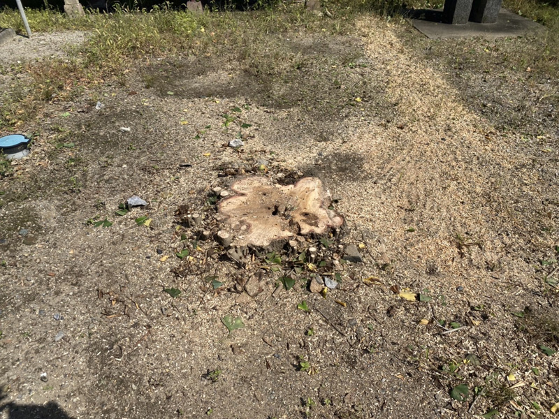 加須市 特殊伐採工事 完了