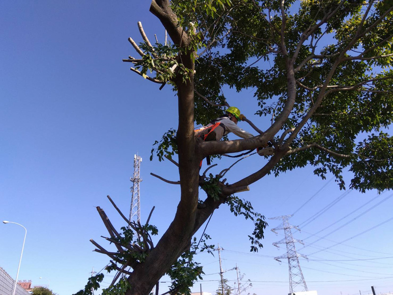 埼玉県坂戸市 伐採工事 作業中