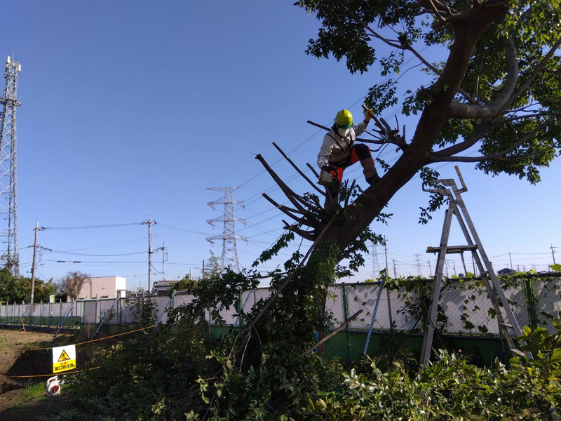 埼玉県坂戸市 伐採工事 作業中