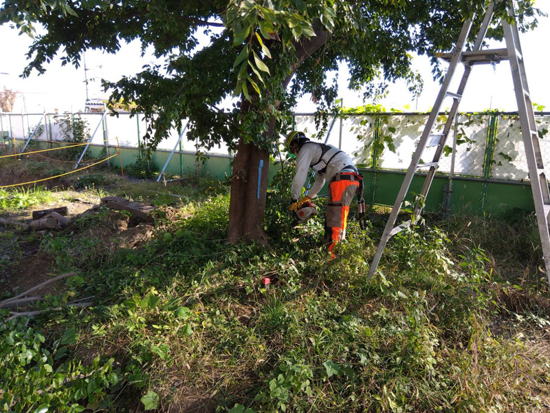 埼玉県坂戸市 伐採工事 作業中