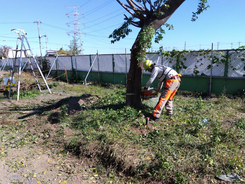 埼玉県坂戸市 伐採工事 作業中