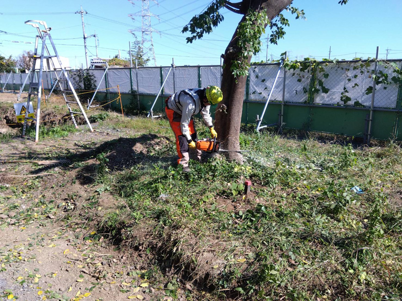 埼玉県坂戸市 伐採工事 作業中
