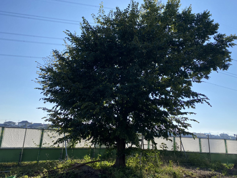 埼玉県坂戸市 伐採工事 着工前