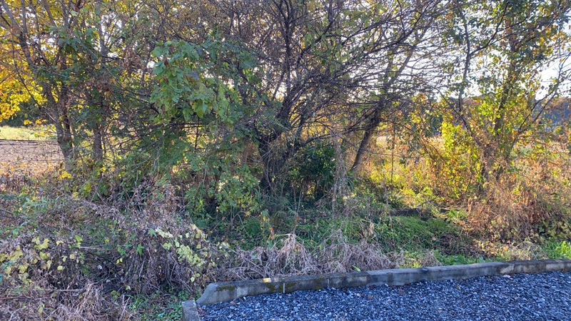 埼玉県寄居町 伐採抜根工事 作業前