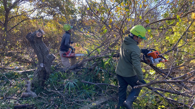 埼玉県寄居町 伐採抜根工事 作業中