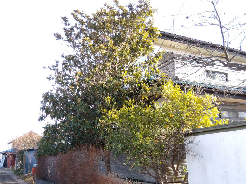 埼玉県比企郡吉見町 伐採工事 伐採前