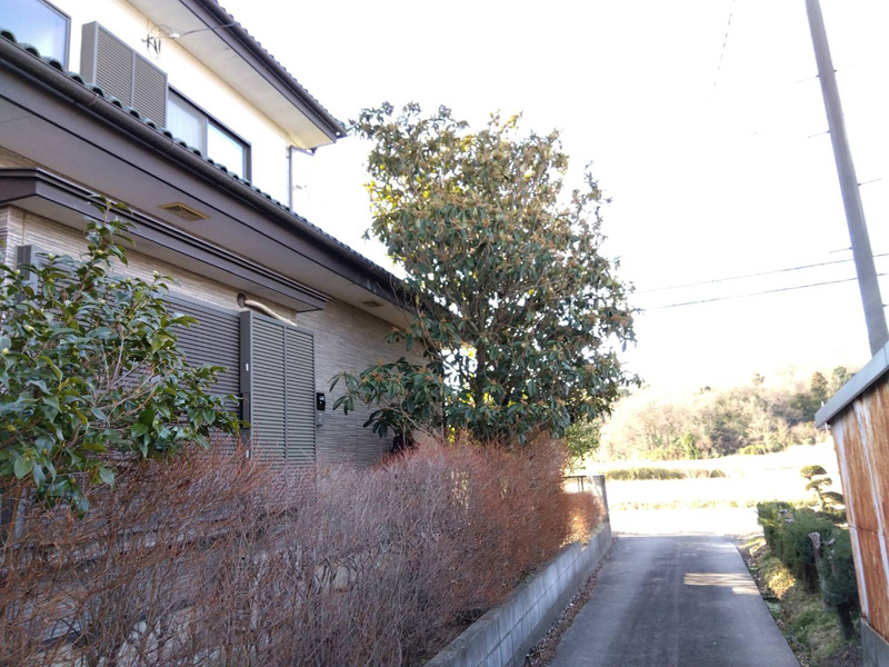 埼玉県比企郡吉見町 伐採工事 伐採前