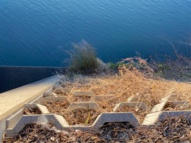埼玉県上尾市河川脇 伐採工事 完了