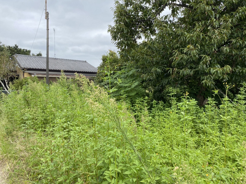 伊奈町工場用地 大規模伐採工事 着工前