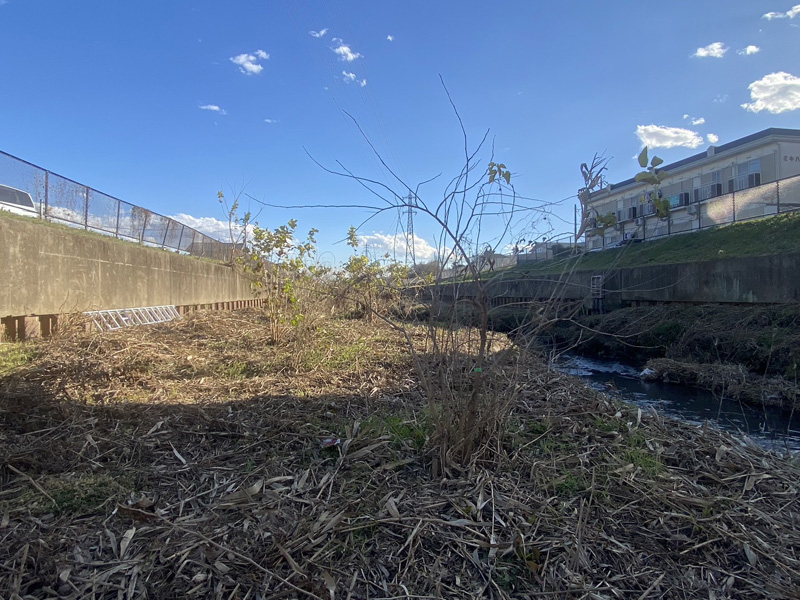 埼玉県上尾市河川脇 伐採工事 着工前