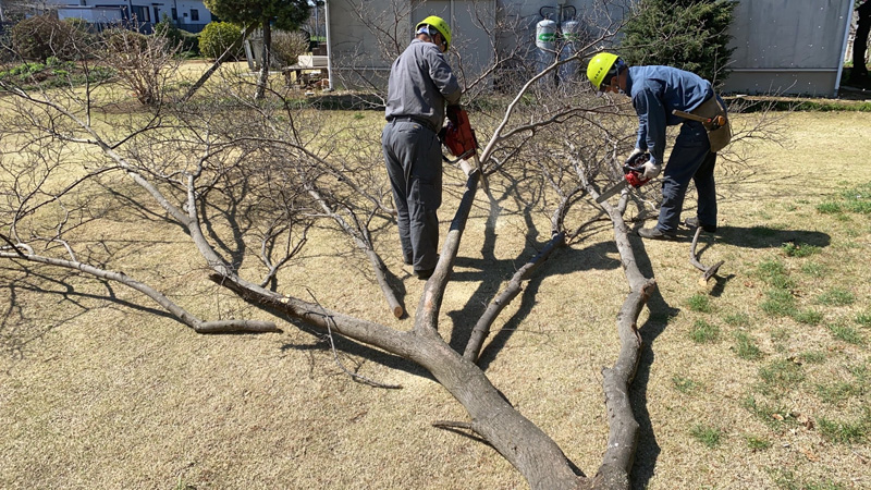 埼玉県北足立郡伊奈町 個人様宅 危険木 伐採工事 作業中