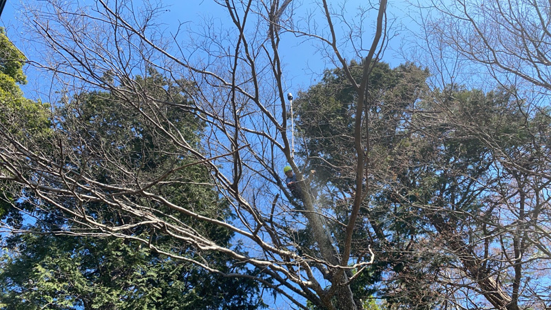 埼玉県北足立郡伊奈町 個人様宅 危険木 伐採工事 作業中