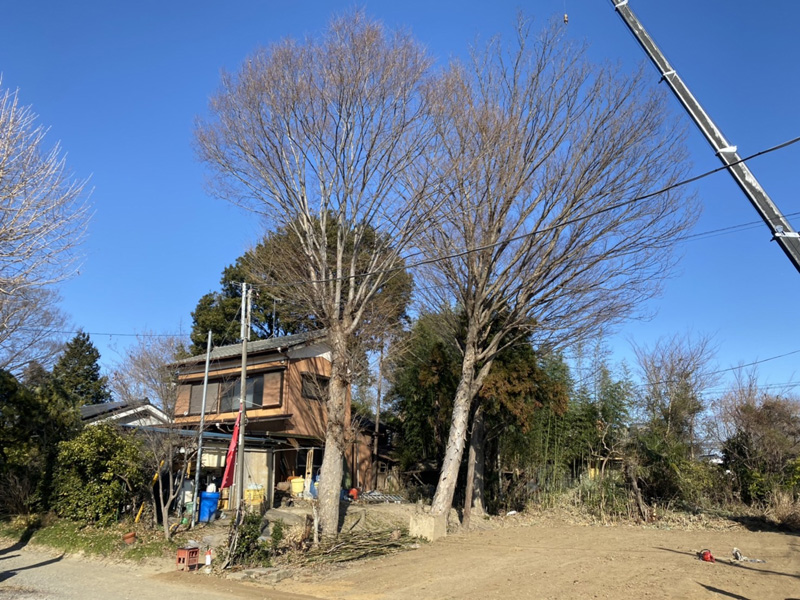 埼玉県比企郡吉見町個人様宅 伐採工事 着工前
