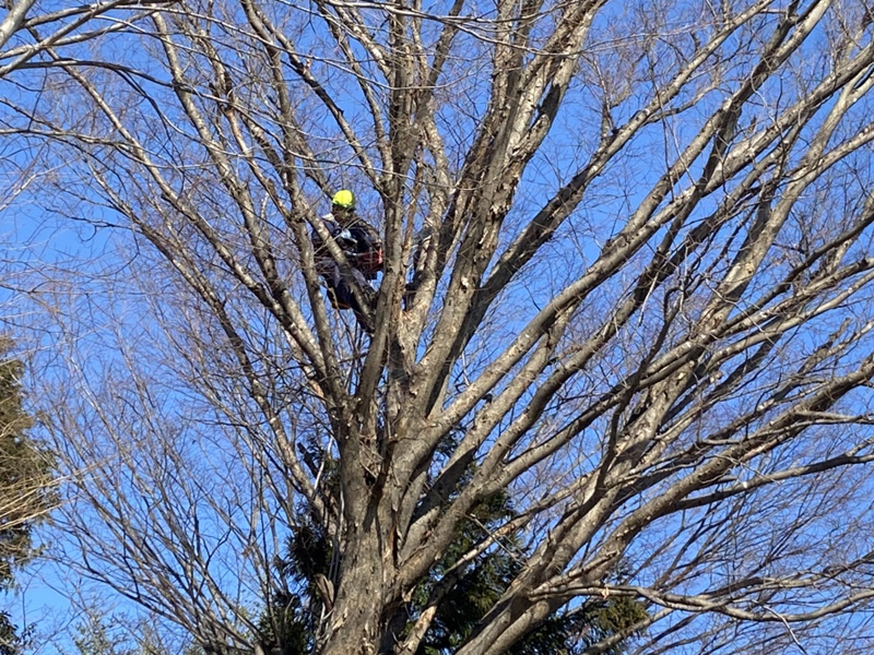 埼玉県比企郡吉見町個人様宅 伐採工事 作業中