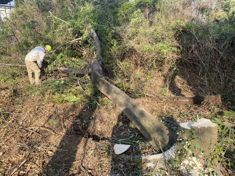 埼玉県東松山市伐採工事 作業中
