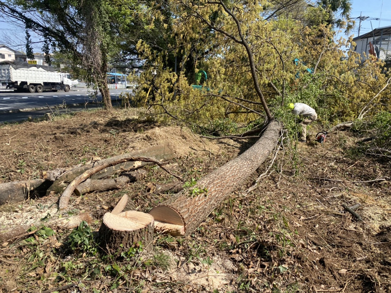 埼玉県東松山市伐採工事 作業中
