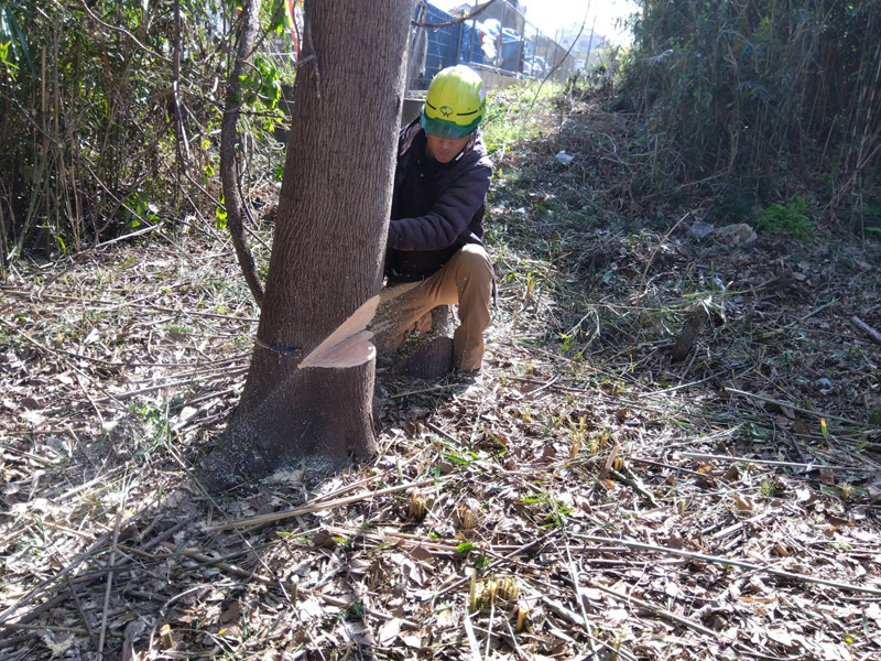 埼玉県東松山市伐採工事 作業中