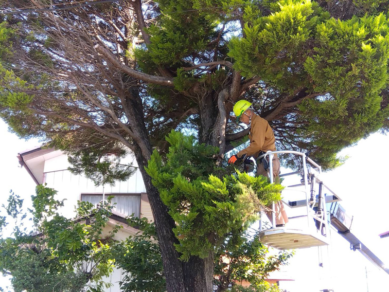埼玉県比企郡吉見町 個人様宅 伐採工事 作業中