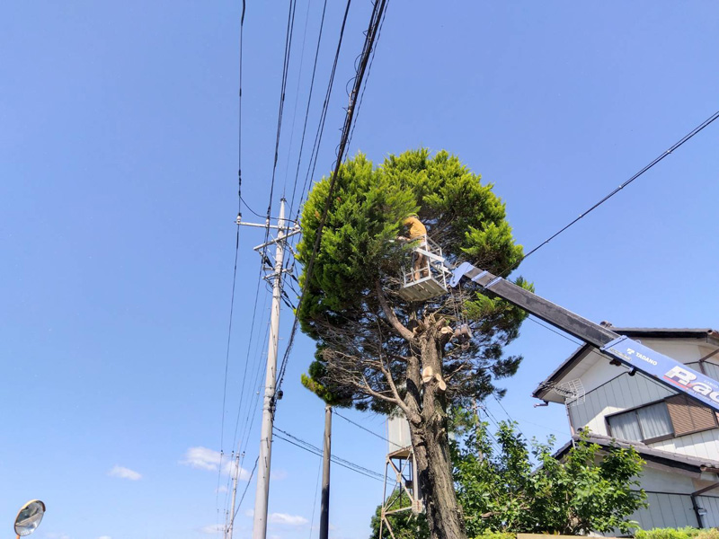 埼玉県比企郡吉見町 個人様宅 伐採工事 作業中