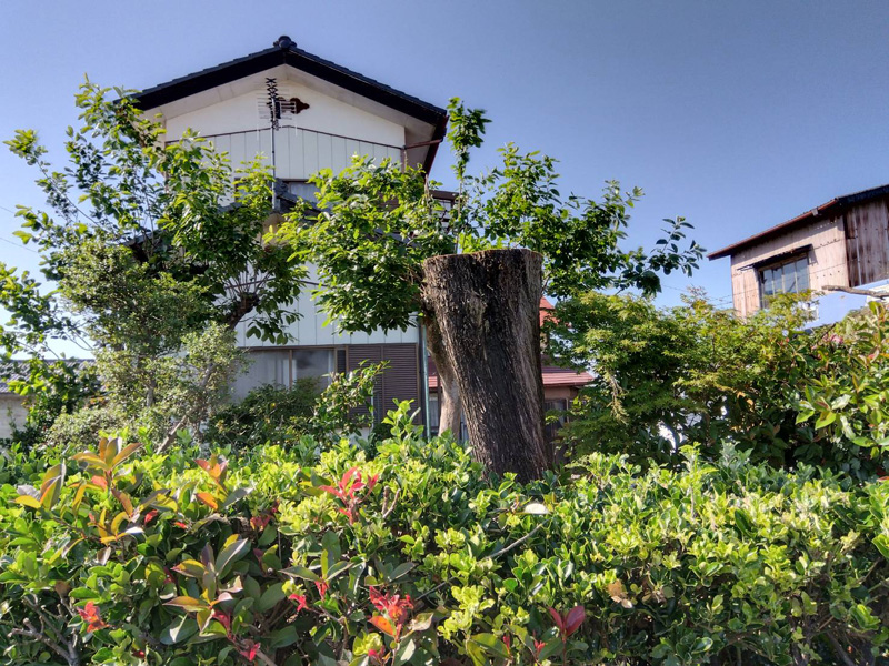 埼玉県比企郡吉見町 個人様宅 伐採工事 完了