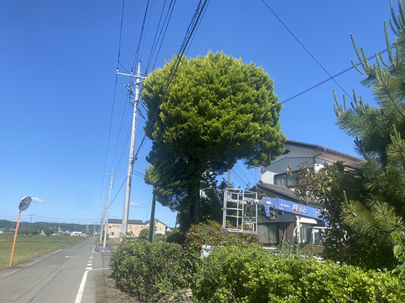 埼玉県比企郡吉見町 個人様宅 伐採工事 着工前