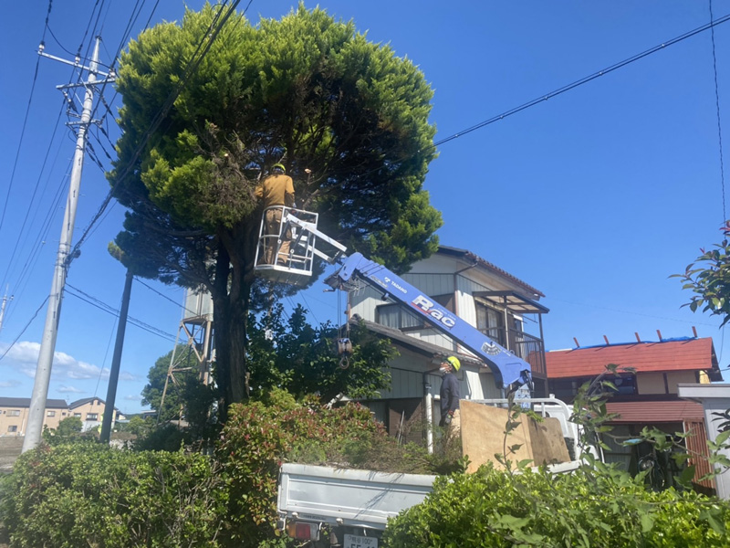 埼玉県比企郡吉見町 個人様宅 伐採工事 作業中