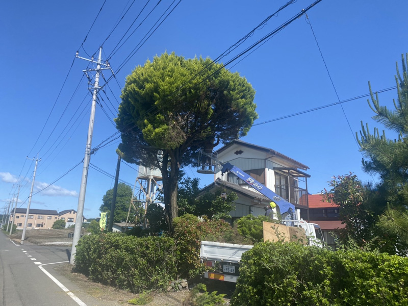 埼玉県比企郡吉見町 個人様宅 伐採工事 作業中
