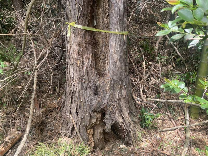 埼玉県東松山市内ゴルフ場 枯損木伐採工事 着工前