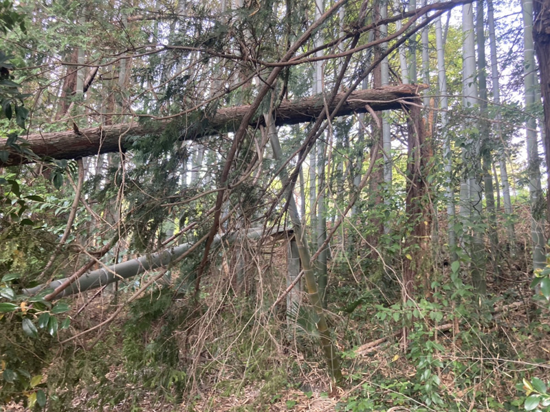 埼玉県東松山市内ゴルフ場 枯損木伐採工事 着工前