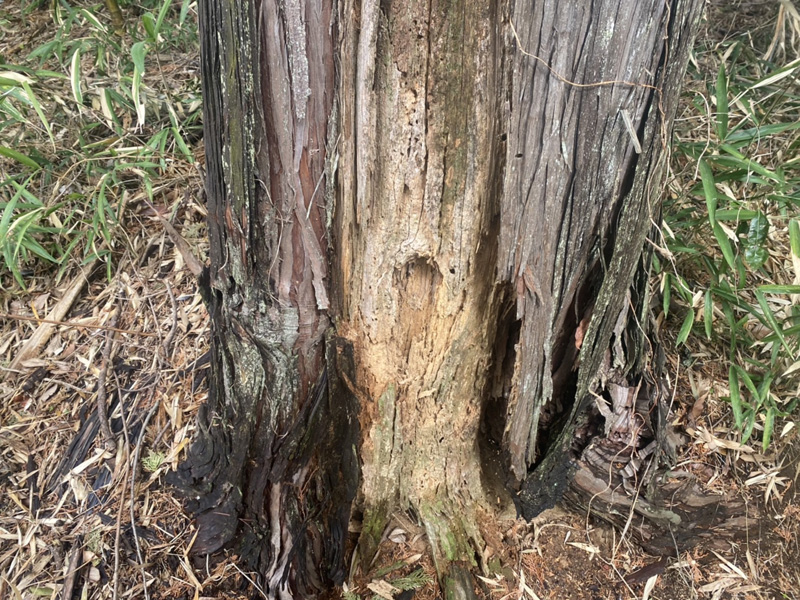 埼玉県東松山市内ゴルフ場 枯損木伐採工事 着工前