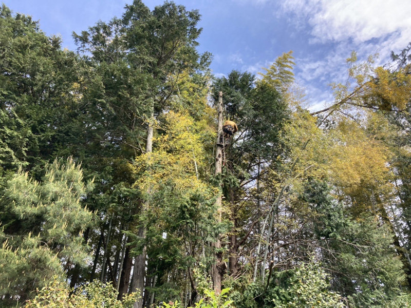 埼玉県東松山市内ゴルフ場 枯損木伐採工事 作業中