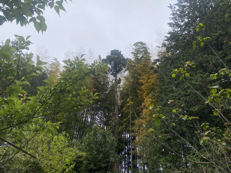 埼玉県東松山市内ゴルフ場 枯損木伐採工事 作業中