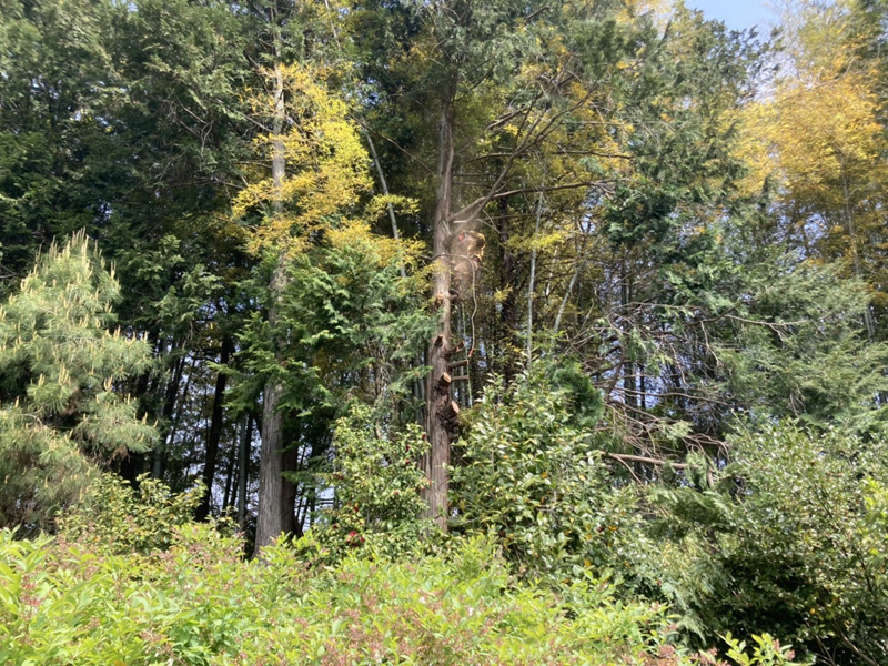 埼玉県東松山市内ゴルフ場 枯損木伐採工事 作業中