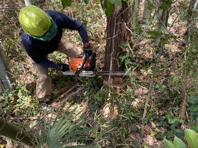 埼玉県東松山市内ゴルフ場 枯損木伐採工事 作業中