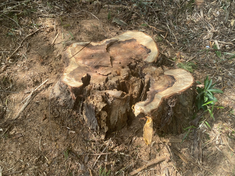 埼玉県東松山市内ゴルフ場 枯損木伐採工事 完了