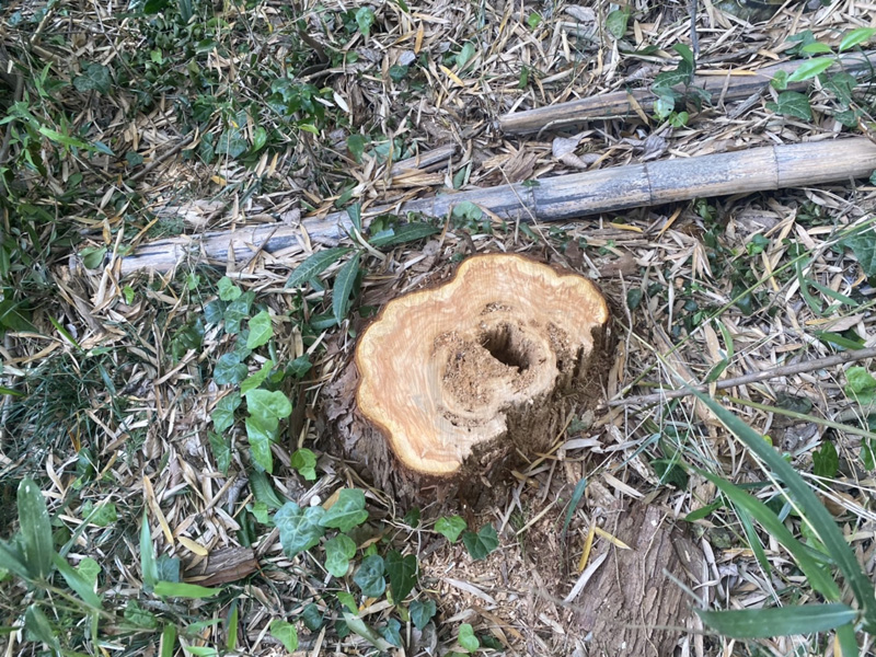 埼玉県東松山市内ゴルフ場 枯損木伐採工事 完了