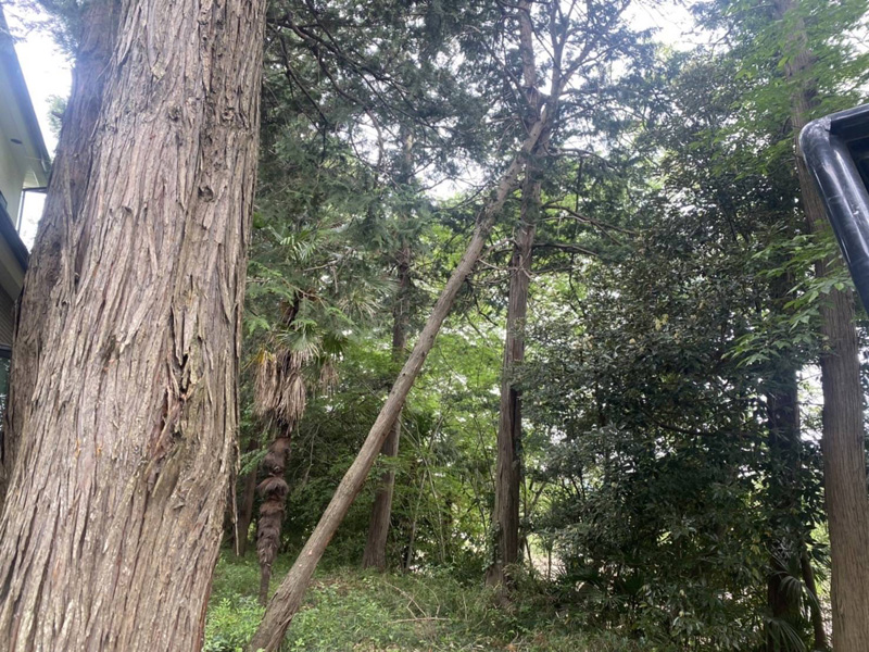 埼玉県東松山市個人様宅 枯木倒木伐採工事 着工前