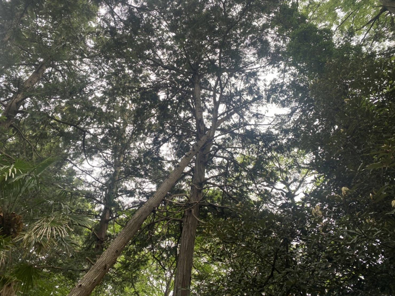 埼玉県東松山市個人様宅 枯木倒木伐採工事 着工前