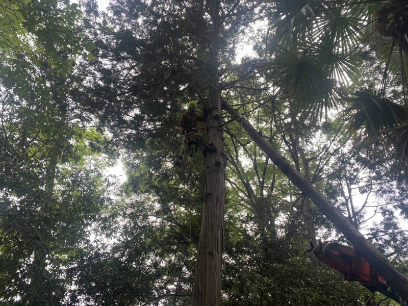 埼玉県東松山市個人様宅 枯木倒木伐採工事 作業中