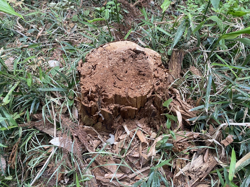 埼玉県東松山市個人様宅 枯木倒木伐採工事 完了